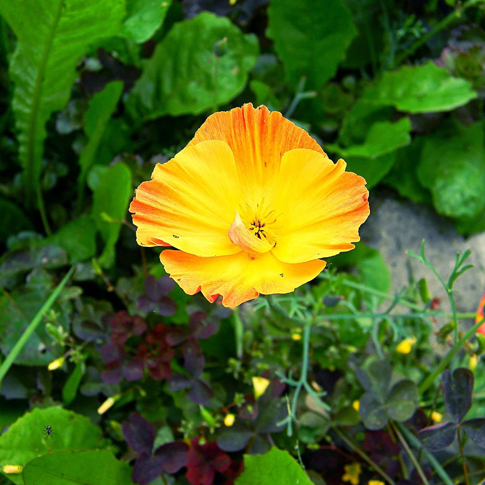 Mezcla de semillas de amapola de California (Eschscholzia californica): hermosas amapolas en flor con un largo período de floración para un prado de flores coloridas (Amapola de California)