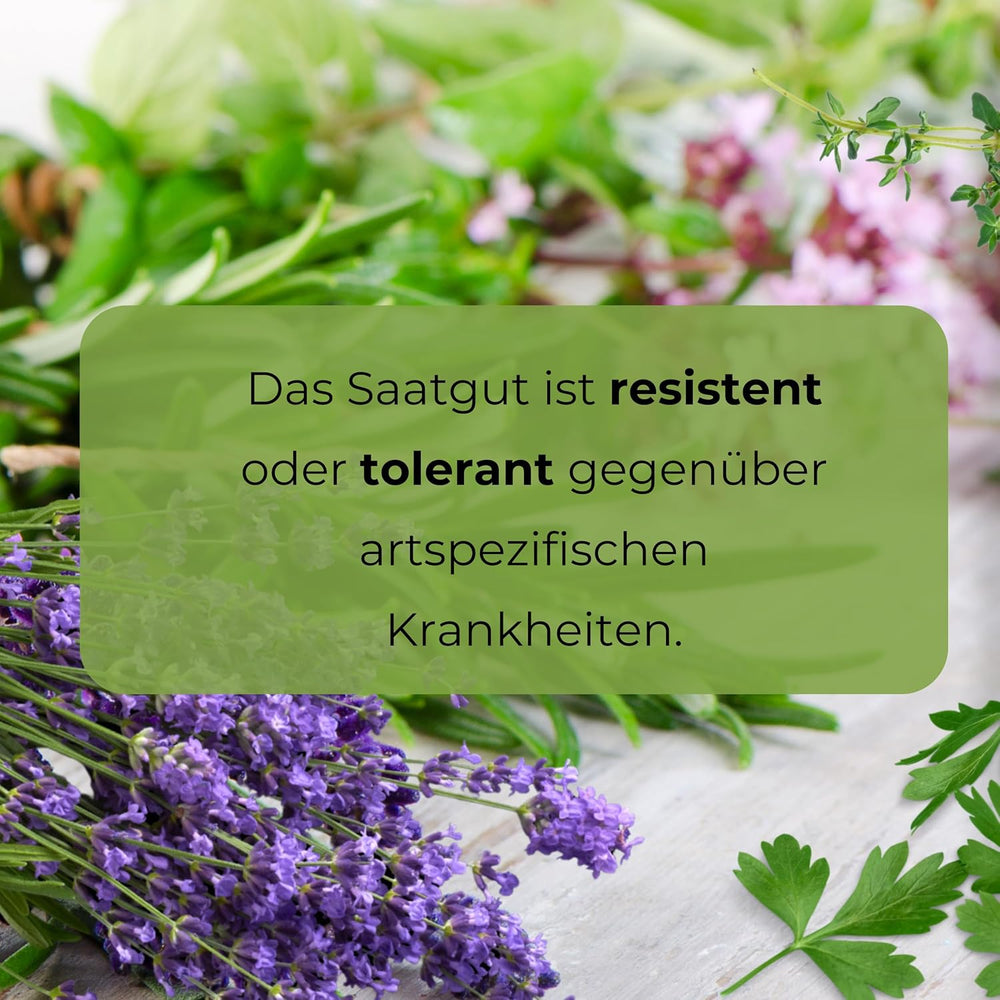 Cosmos Sensation Mix 1g semillas, Cosmos Mix Flores de verano, Plantas de jardín Plantas de balcón, Semillas de flores