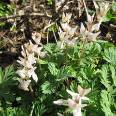 Tränendes Herz, Dicentra Spectabilis - Balkon Blumenwiese Topfblumen Wiesensaatgut Garten Geschenk Schattenpflanzen Wildblumensamen Frühlingsblume Winterharte Kübelpflanzen Hochbeet 10Samen