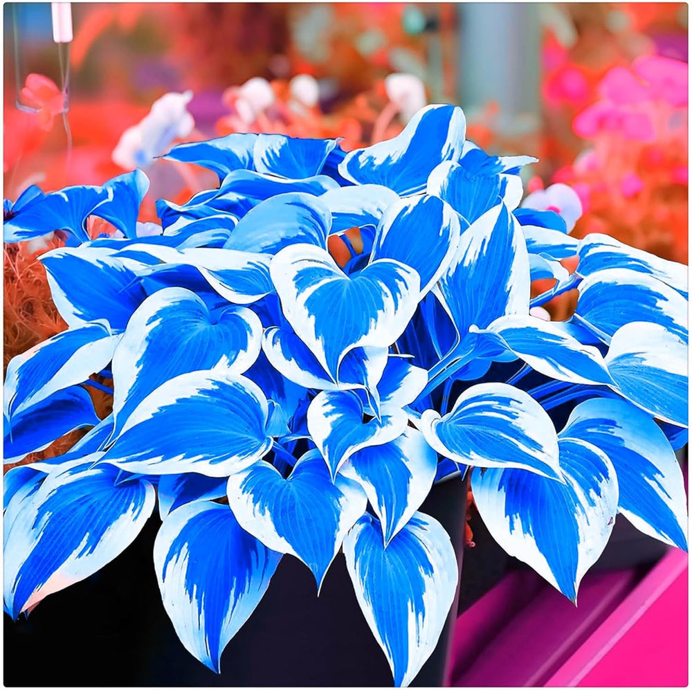 Mezcla de bulbos de flores, bulbo mágico misterioso, plantación resistente, bulbo de flor perenne resistente al invierno, bulbos resistentes - 3 bulbos de orquídeas