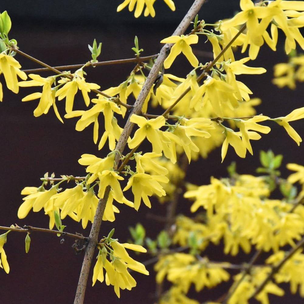 Forsythiesamen Kaufen - Bodendecker Winterhart Mehrjährig, Balkon Bio 150Pcs