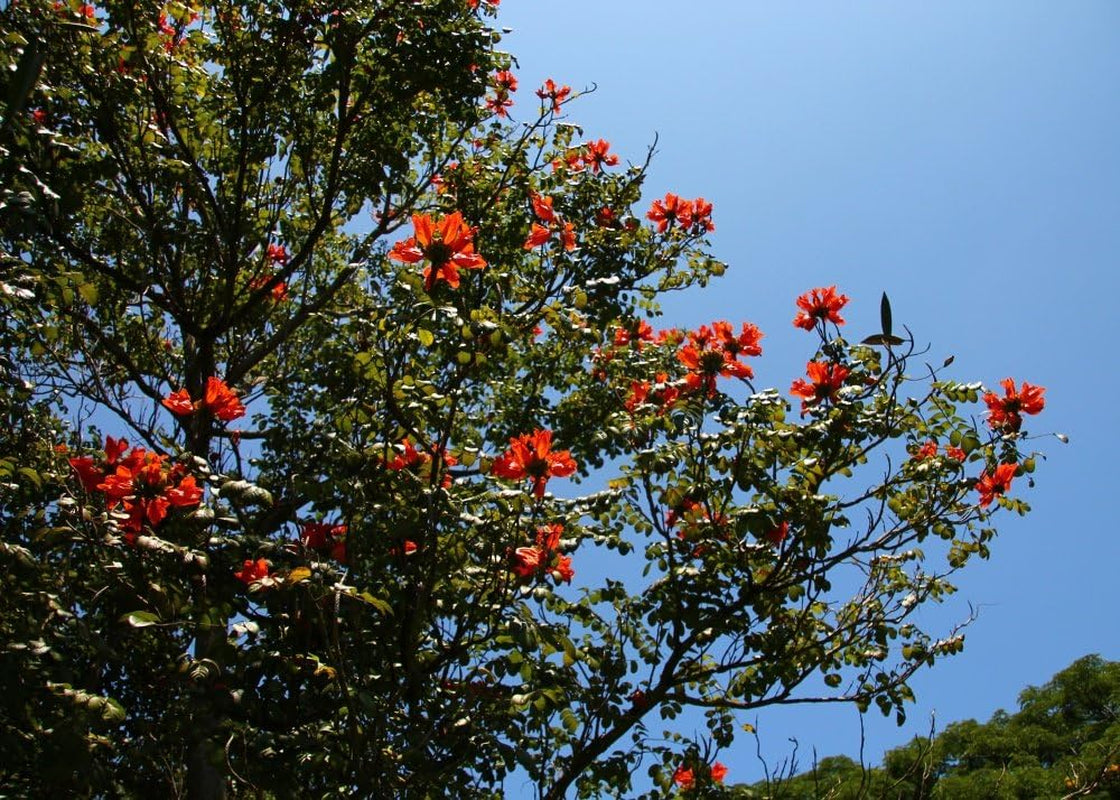 SAFLAX - Afrikanischer Tulpenbaum - 30 Samen - Spathodea Campanulata