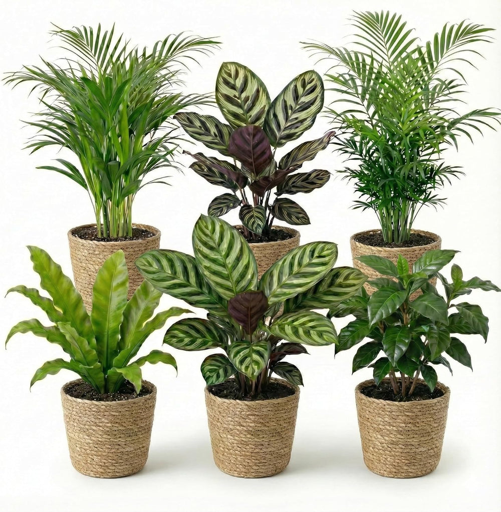 Vdvelde.Com - Luftreinigende Pflanzen Anthrazit 6 - Tierfreundliche Grüne Zimmerpflanzen - Einfacher Und Geringer Lichtbedarf - Ø12 Cm ↥Ca.40 Cm