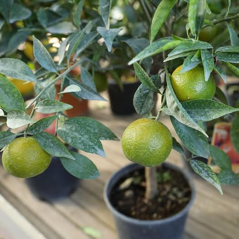 Clementine Zitrusfrüchte - Citrus Clementina - Obstpflanze Auf Blumentopf 22 - Baum Max 70 Cm - Anbau Italien