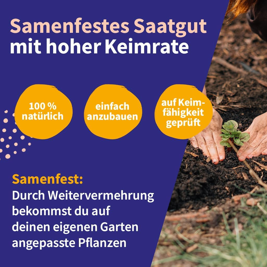 Semințe Magic Garden - Set de semințe de plante medicinale din Europa Centrală - 12 soiuri tradiționale de plante medicinale populare - Soiuri Heirloom - Accesorii de grădină - Semințe de plante - Cadou pentru iubitorii de grădină