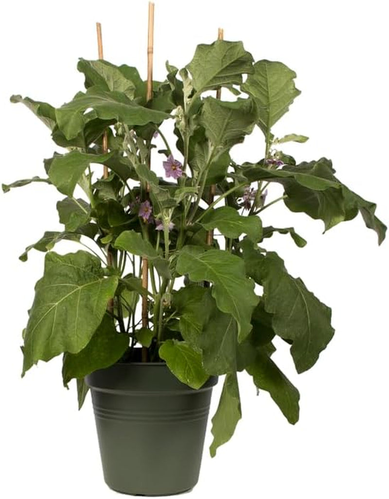 elho Green Basics Ghiveci pentru răsaduri 30 - Ghiveci pentru creștere și recoltare - Ø 30,0 x H 27,7 cm - Verde/Verde frunză