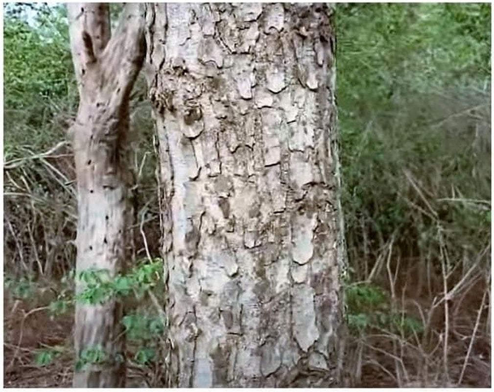 Stk - 3X Sclerocarya Birrea Marula Baum Elefantenbaum Pflanzen - Samen ID218 -