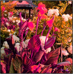 Mezcla de bulbos de flores, bulbo mágico misterioso, plantación resistente, bulbo de flor perenne resistente al invierno, bulbos resistentes - 3 bulbos de orquídeas