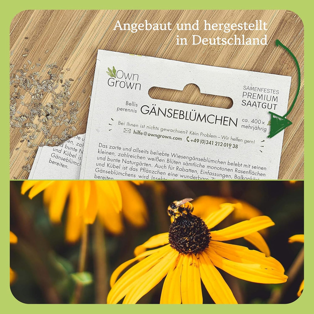 Semillas de equinácea: Semillas de equinácea amarilla de primera calidad para unas 20 plantas de equinácea con flores – Semillas de Rudbeckia – Rudbeckia resistente – Plantas perennes de equinácea – Plantas perennes resistentes de OwnGrown