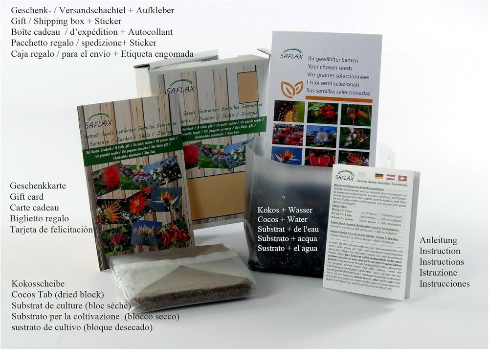 SAFLAX - BIO - Diente de león - 400 semillas - Taraxacum officinale