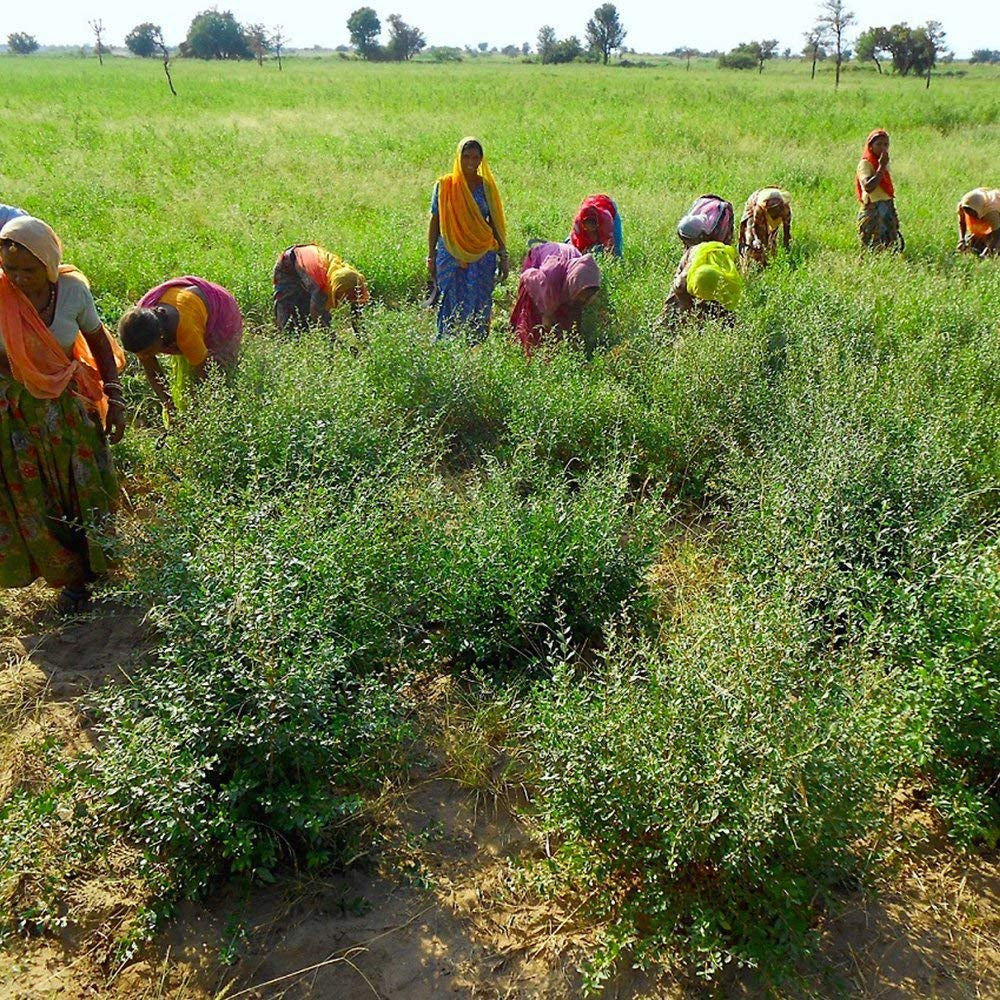 Indigo - Negru - Culoarea naturală a părului - Pulbere - 200g Vopsea pentru par Naty Shop