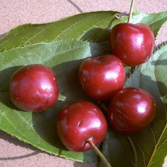 Prunus Avium 'Große Schwarze Knorpelkirsche' 120–150 Cm – Winterhart & Mehrjährig – Kirschbaum – Obstbaum Für Garten & Obstwiese
