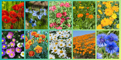 Juego de semillas de flores silvestres, 10 variedades, 28 000 semillas, mezcla de flores silvestres de pradera con amapolas, campanillas, caléndulas, margaritas y más, todo envuelto individualmente