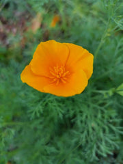 1000 semillas de amapola de California (Eschscholzia californica), pradera de flores silvestres, pasto de abejas.