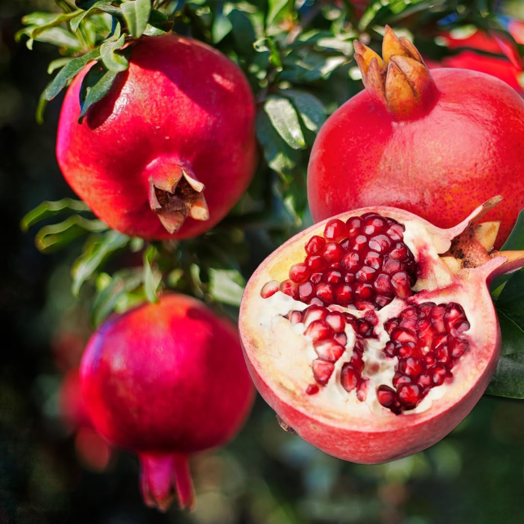 Granatapfel 116/17 - Obstpflanze Auf Blumentopf 20 - Baum Max 170 Cm – 2 Jahre Anbau Italien