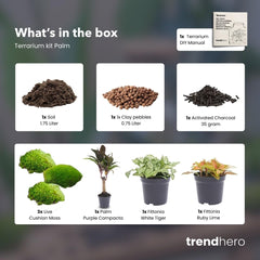 Urbanjngl - Palm Terrarium Start- Und Nachfüllpaket – 3 Terrarienpflanzen Für DIY – Ideal Für Anfänger – Perfekte Ergänzung Für Ihr Zuhause – Pflegeleicht Und Dekorativ