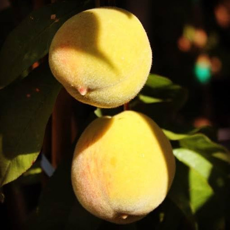 Pfirsiche Nektarinen Mit Gelbem Fruchtfleisch Indipendence - Obstpflanze Alte Frucht Auf Blumentopf 26 Baum Max 200 Cm – 4 Jahre Anbau Italien