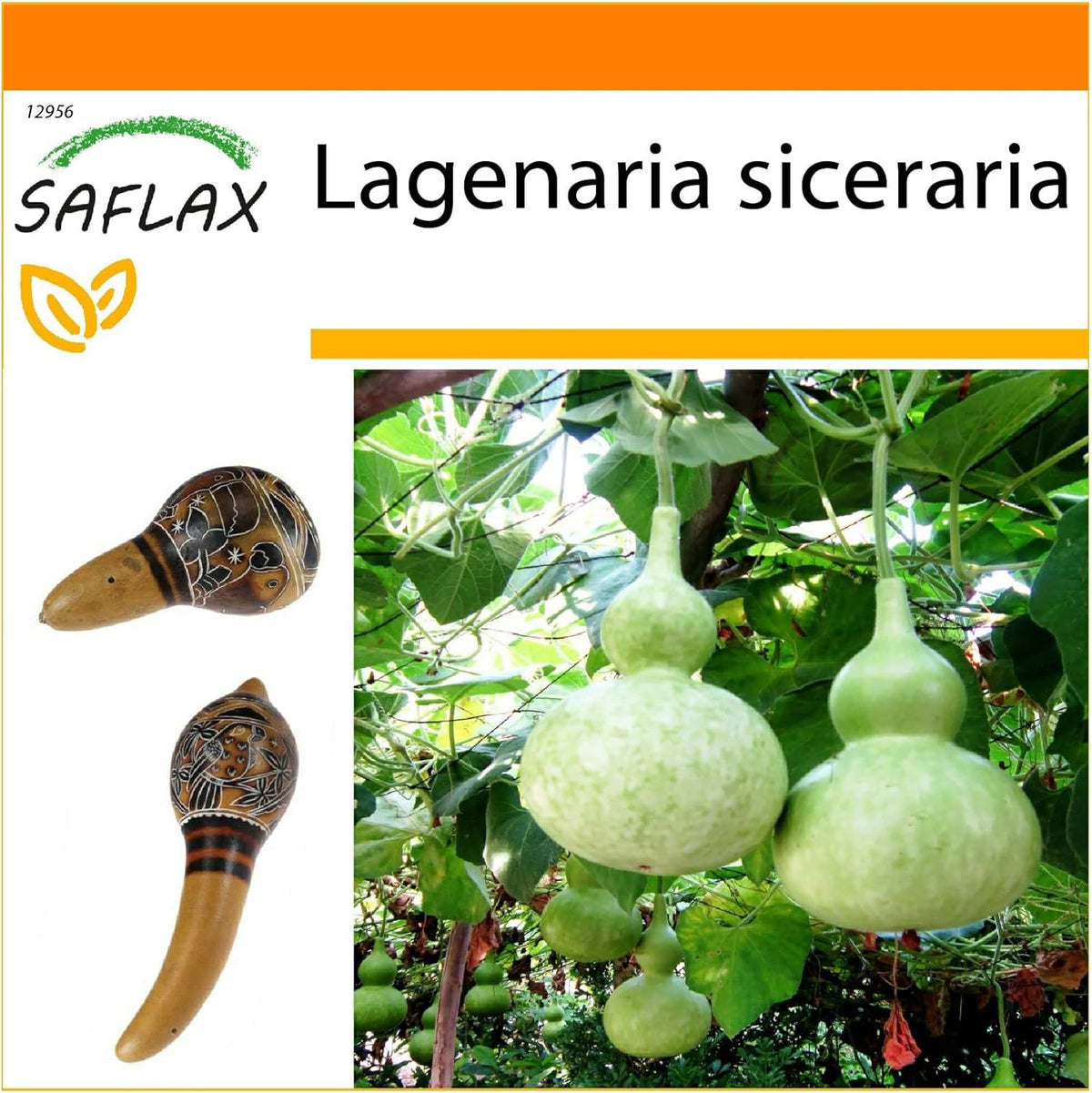 SAFLAX - Garden in the Bag - Afrikanische Riesenkalebasse - 15 Samen - Mit Anzuchtsubstrat Im Praktischen, Selbst Aufstellenden Beutel - Lagenaria Siceraria