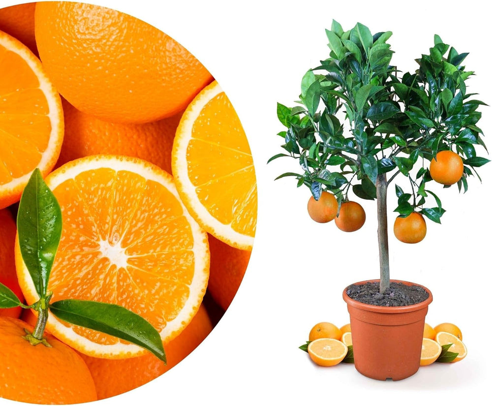 Portocalul din Oranjeria Mea - portocal adevărat - plantă de citrice - Citrus sinensis - Portocal - portocal altoit de calitate pentru grădinari (Mezzo [M])