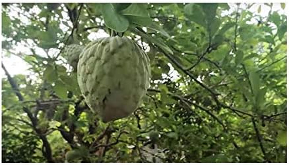 Stk - 10X Annona Cherimola Cherimoya Frucht Pflanzen - Samen ID240 -