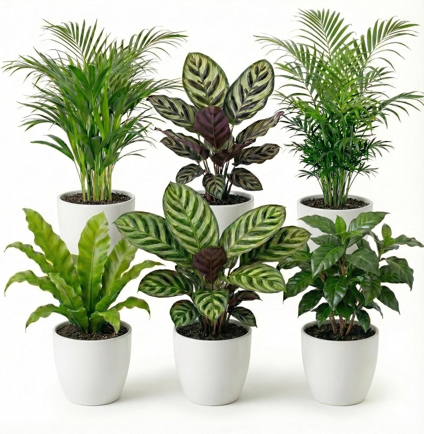 Vdvelde.Com - Luftreinigende Pflanzen Anthrazit 6 - Tierfreundliche Grüne Zimmerpflanzen - Einfacher Und Geringer Lichtbedarf - Ø12 Cm ↥Ca.40 Cm
