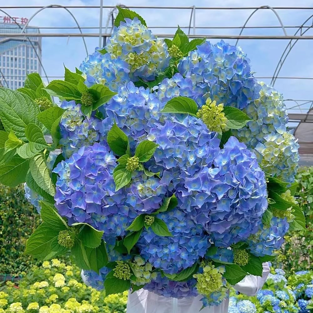 Hortensien Winterhart, Garten Hortensie Wild, Alte Sorten, 550Samen