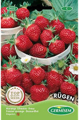Erdbeere RÜGEN