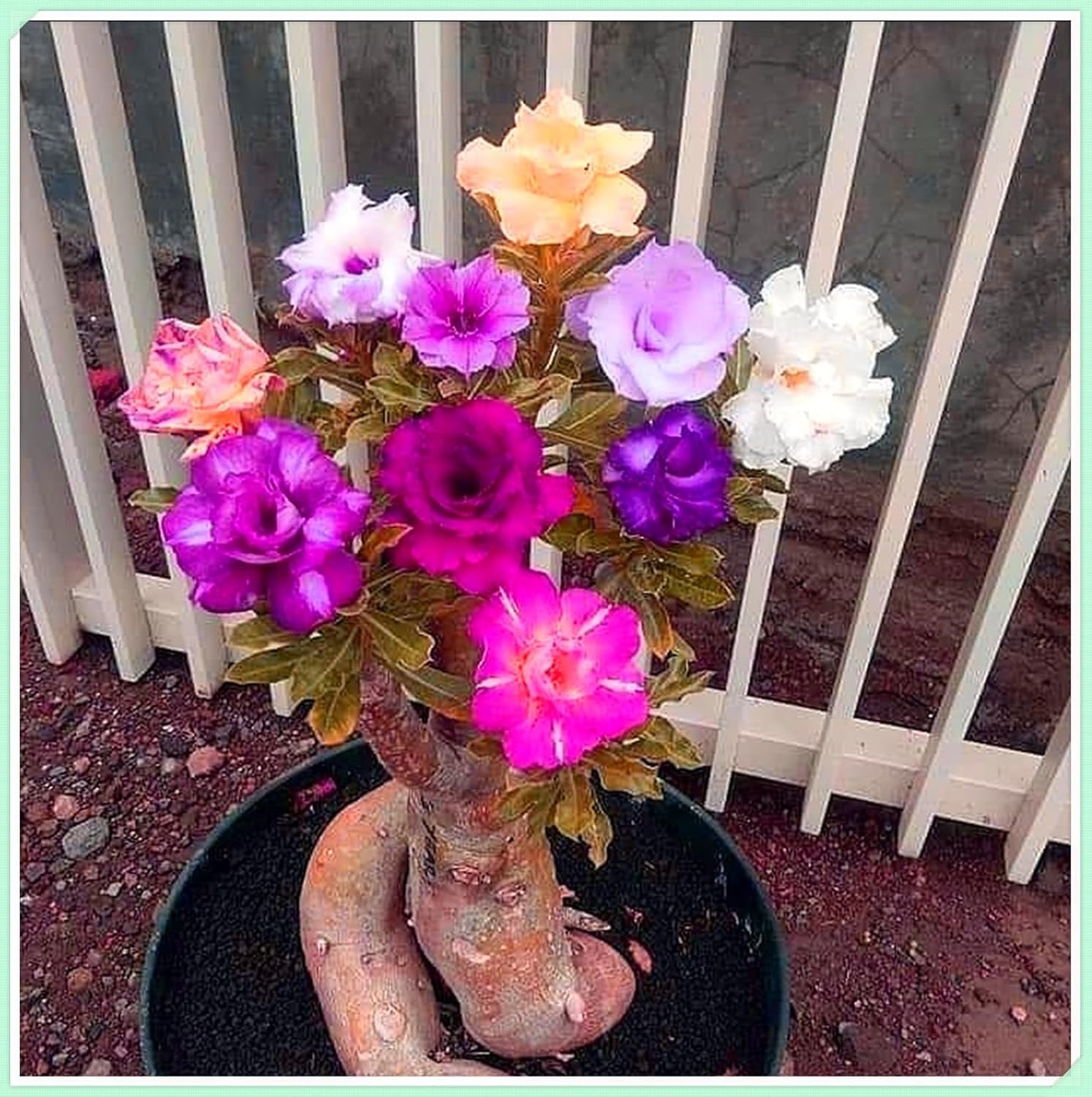 Mezcla de bulbos de flores, bulbo mágico misterioso, plantación resistente, bulbo de flor perenne resistente al invierno, bulbos resistentes - 3 bulbos de orquídeas