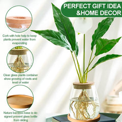 Estación de cultivo de plantas hidropónicas 12x11cm Florero de semillas de aguacate Macetero de vidrio Florero de vidrio hidropónico para plantas acuáticas o flores Decoración de mesa de escritorio 2 piezas