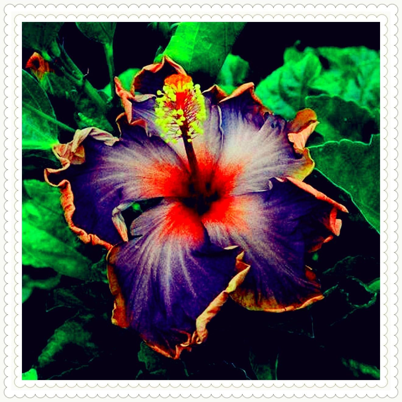 Mezcla de bulbos de flores, bulbo mágico misterioso, plantación resistente, bulbo de flor perenne resistente al invierno, bulbos resistentes - 3 bulbos de orquídeas