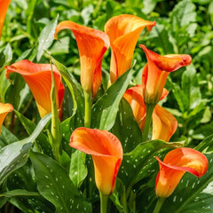 Calla Bulbs Hardy Perennial - Zantedeschia Orange Passion (naranja) - 5 bulbos de flores grandes - Plantas holandesas reales - para jardín y macetas (no semillas, no artificiales)
