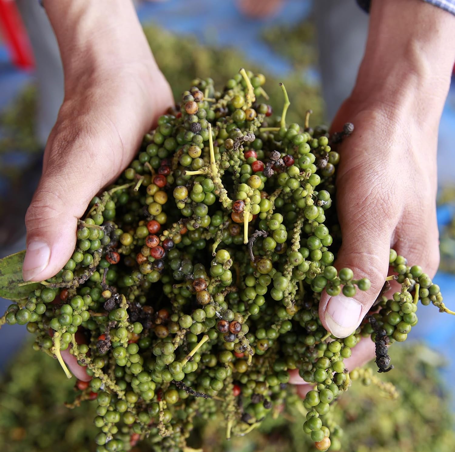 Spicebar Roter Kampot Pfeffer, Premium Auslese aus Kambodscha (1 x 70 g)