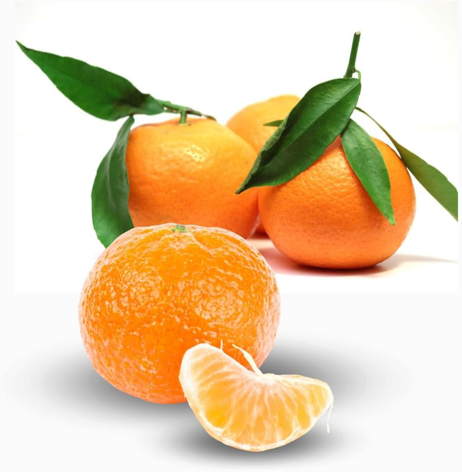 Clementine Zitrusfrüchte - Citrus Clementina - Obstpflanze Auf Blumentopf 22 - Baum Max 70 Cm - Anbau Italien