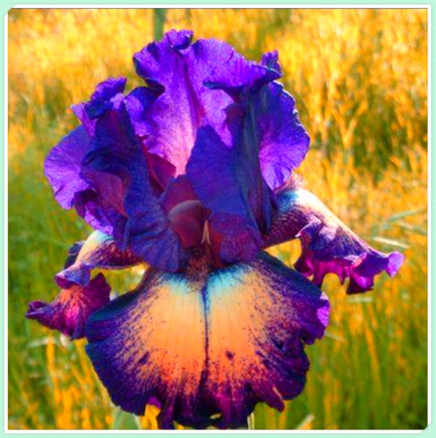 Mezcla de bulbos de flores, bulbo mágico misterioso, plantación resistente, bulbo de flor perenne resistente al invierno, bulbos resistentes - 3 bulbos de orquídeas