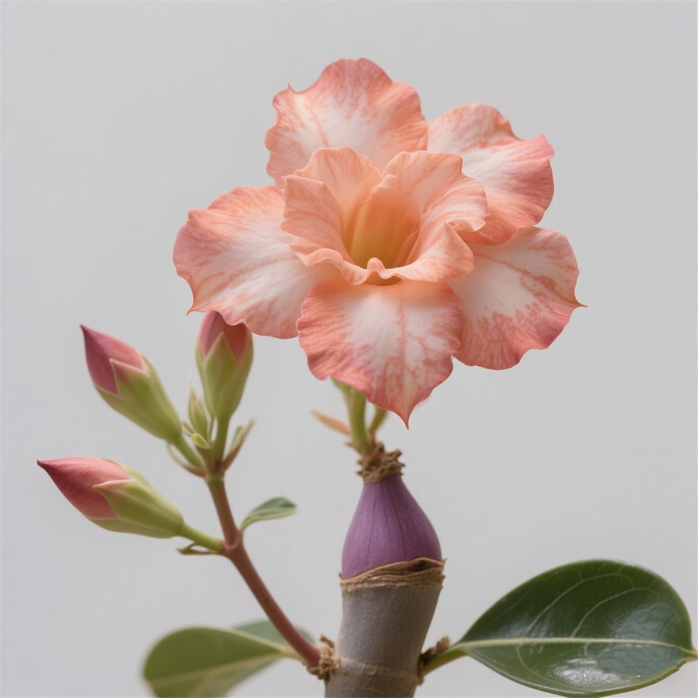 Winterhart pflanzen, Lebende Pflanzen,Mehrjährige Blumenzwiebel ist winterhart, Mysteriöse magische Glühbirne, Blumenzwiebel Mix，3 years-1 Wüstenrose knollen -G