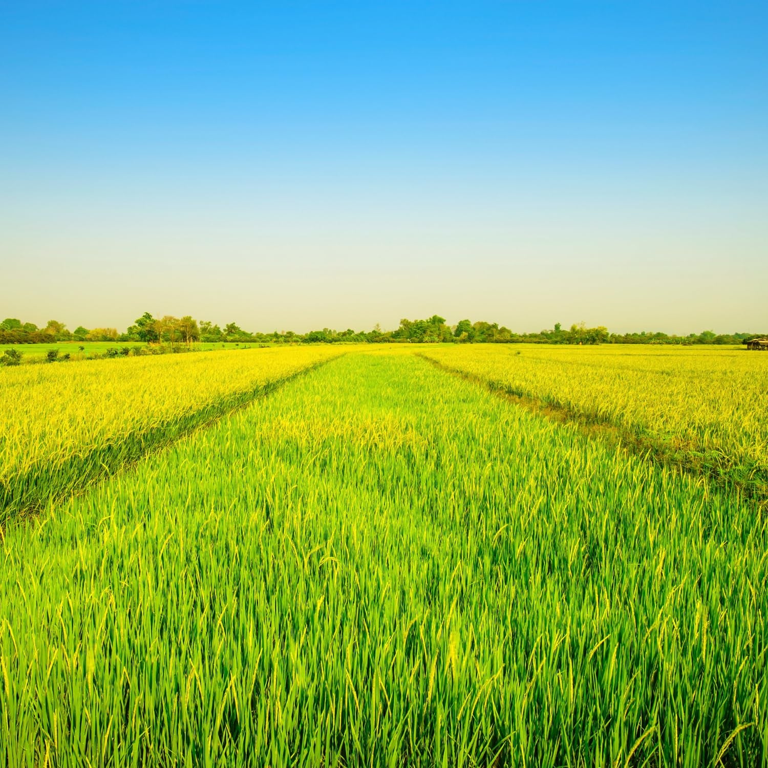 - Langkornreis estilo EE. UU. - 1 X 20 KG