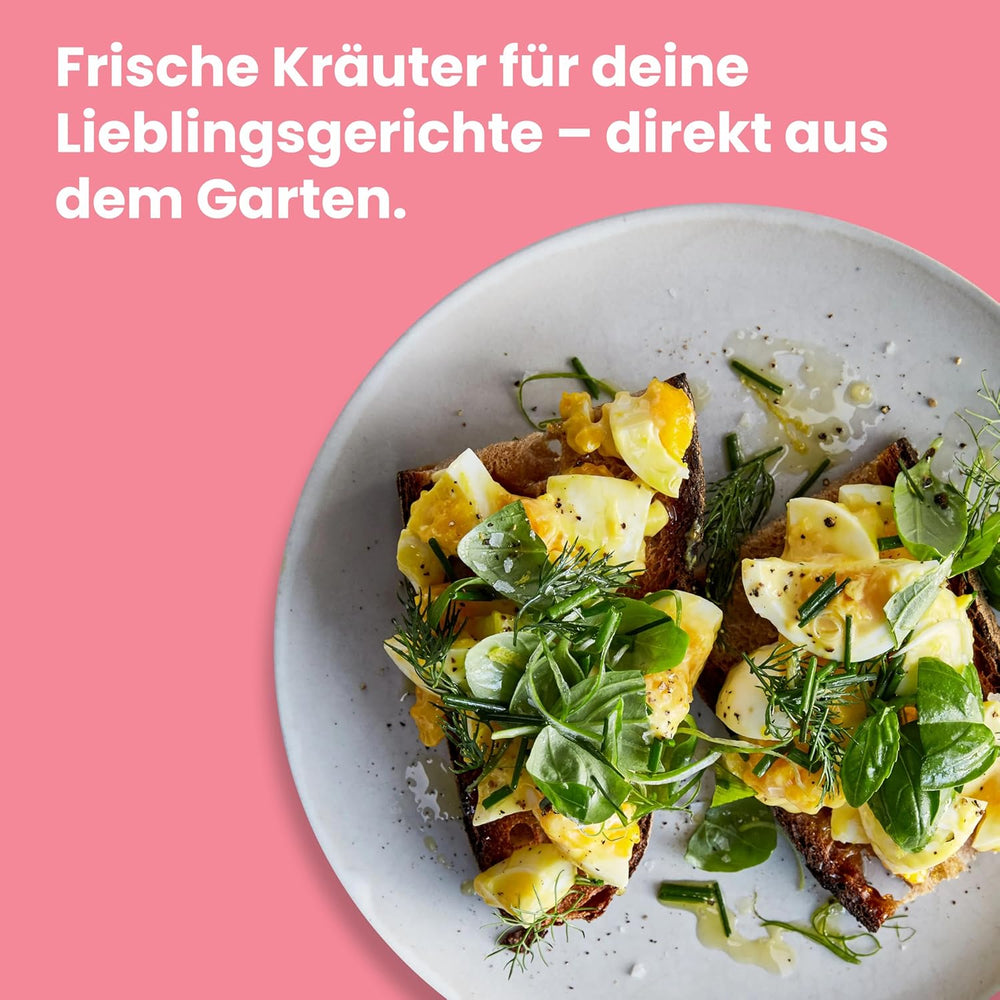 LERAVA Kräutersamen Set - 12 tipos: Basilikum Samen, Parsilie Samen, Koriander, Oregano & mehr - Saatgut für frische Kräuter im Garten oder Topf, Premium Samen für Küche & Balkon - Samen set, semillas