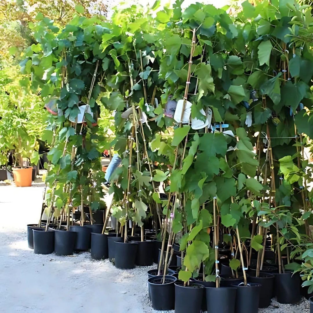 Rebstöcken Pizzutello Schwarz Rebe - Obstpflanze Antik Auf Blumentopf 20 - Baum Max 170 Cm – 2 Jahre Anbau Italien
