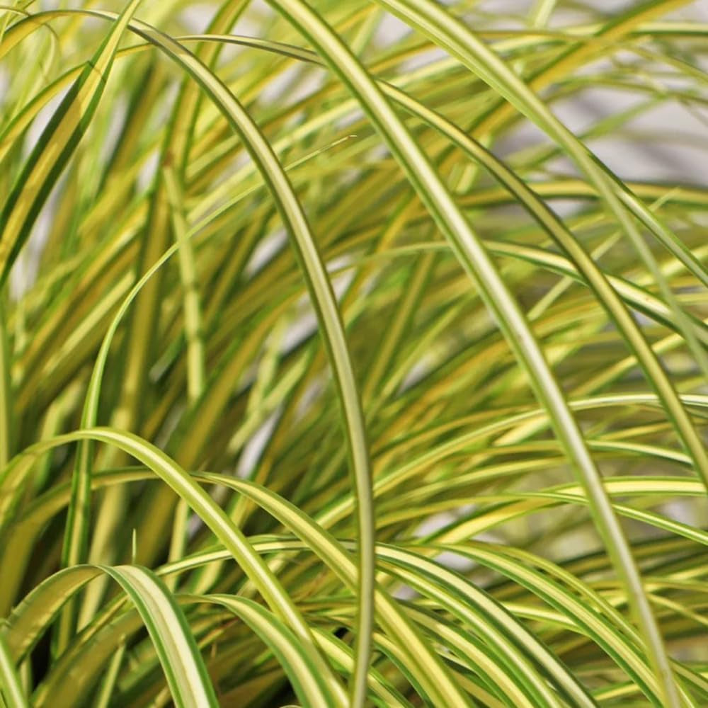 Carex Oshimensis Evergold Sträucher Für Den Garten Ziergras Sichtschutz Balkonpflanze Winterharte Kübelpflanzen Luftreinigende Zimmerpflanzen Seltene Outdoor Ziergräser 500Samen