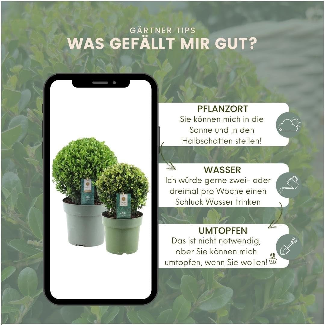 Plants by Frank | Echte Stechpalme Kugel | 1X Ilex Crenata 'Jenny' 20 Cm & 1X Kugel 25 Cm | Set Von 2 Stück | 20-25 Cm Ø Durchmesser | Buchsbaum Ersatz | Gartenpflanzen | Buchsbaum