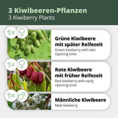 Kiwiri'S Kiwibeeren Trio - 3 Kiwipflanzen (Actinidia Arguta) - Mini Kiwi - Sortengarantie Direkt Vom Züchter