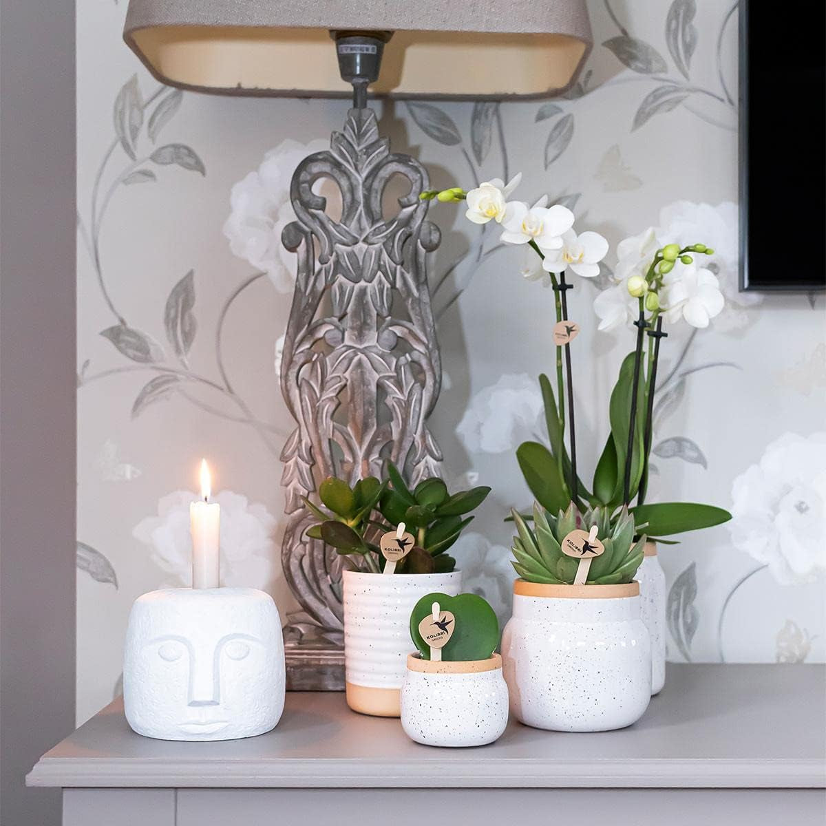 Kolibri Orchids - Überraschungsbox Mix - Pflanzen Vorteilsbox - Überraschungsbox Mit 4 Verschiedenen Orchideen - Frisch Vom Züchter