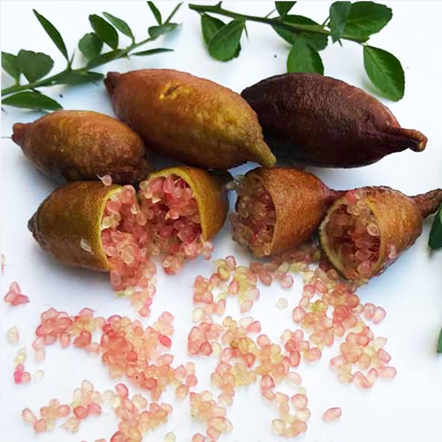 SAVINI VIVAI Zitronenpflanze, Rosa Kaviar, Zitrusbaum, Fingerlimette, Zitronensetzling Im Topf, 20 Cm, Höhe 50–70 Cm, 2 Jahre Veredelung, Hergestellt in Italien