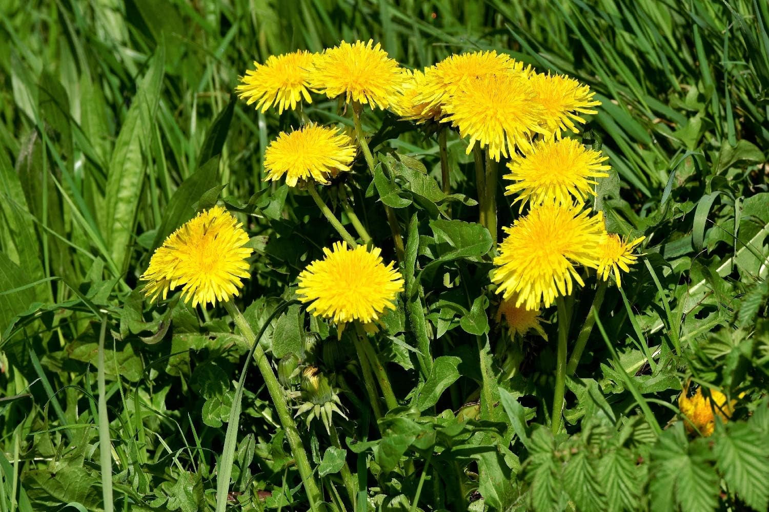 SAFLAX - BIO - Diente de león - 400 semillas - Taraxacum officinale