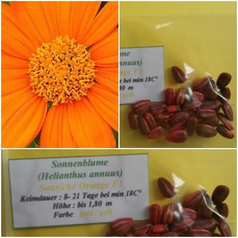Sonnenblumen 30 Samen Der Sorte Sunriche Orange F1 : Bis Zu 1,80 M !!!