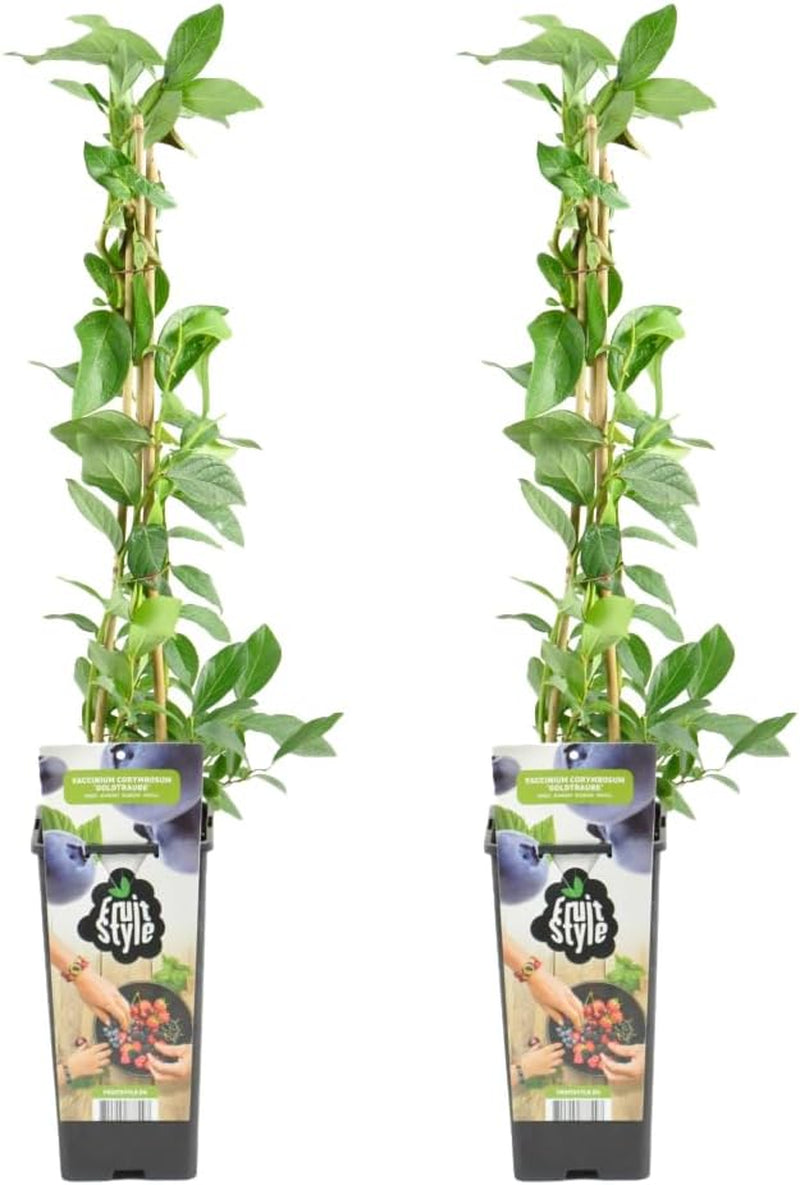 Bloomique - 2X Vaccinium Corymbosum 'Goldtraube' - Blaubeerpflanze - Obstpflanzen - Gartenpflanzen - Winterhart - ⌀14 Cm - Höhe 60-70 Cm