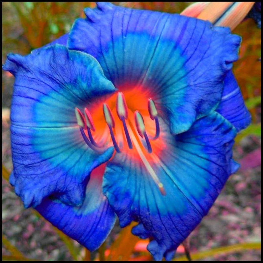 Mezcla de bulbos de flores, bulbo mágico misterioso, plantación resistente, bulbo de flor perenne resistente al invierno, bulbos resistentes - 3 bulbos de orquídeas