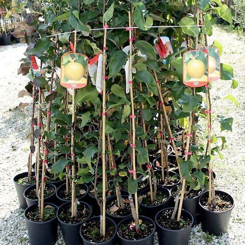 Nashi Kosui- Obstpflanzen Auf Blumentopf Einer Vase Von 20 - Baum Max 170 Cm – 2 Jahre Anbau Italien