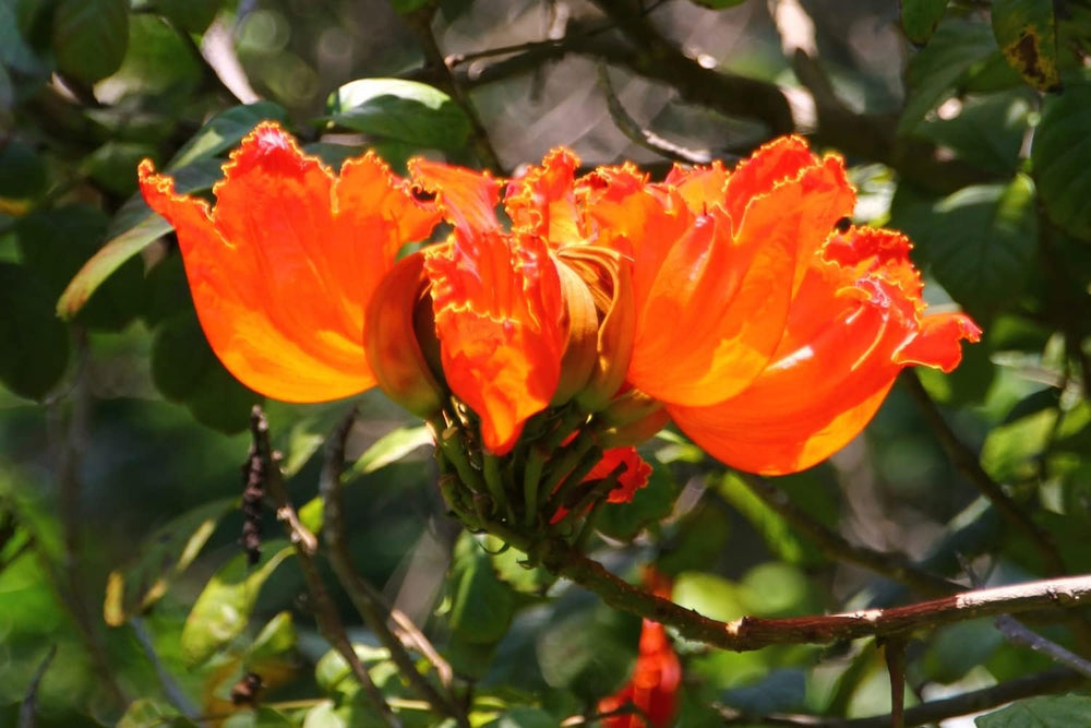 SAFLAX - Afrikanischer Tulpenbaum - 30 Samen - Spathodea Campanulata