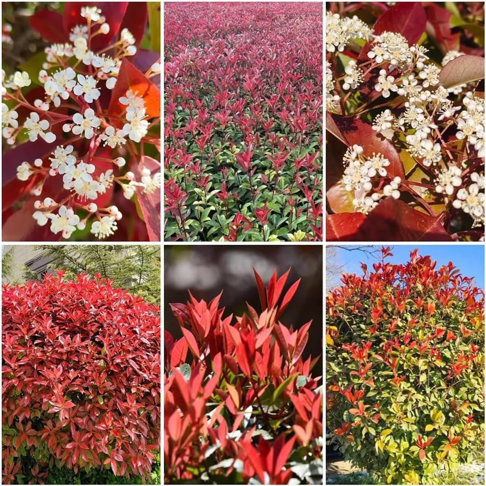Rote Glanzmispelsamen - Balkon Red Robinsamen Indoor Stauden Winterhart Garten Gewächshaus 420Pcs
